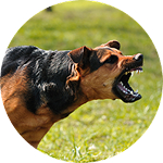 A large dog with bared teeth is barking aggressively, appearing ready to bite.